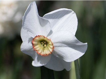 Narcis 'Dreamlight'  Narcissus 'Dreamlight'