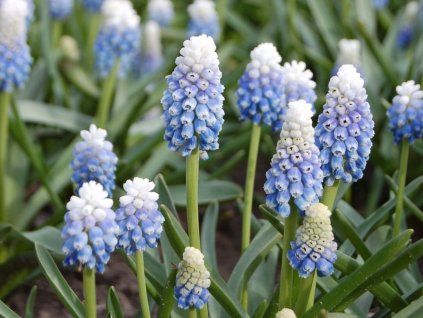 Modřenec 'Mountain Lady'  Muscari 'Mountain Lady'