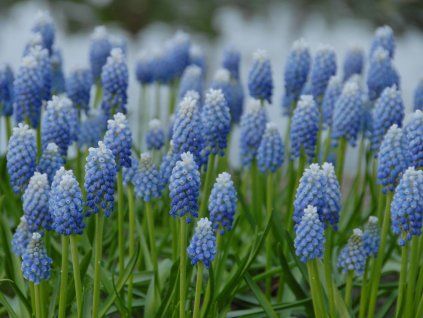 Modřenec 'Ocean Magic'  Muscari aucheri 'Ocean Magic'