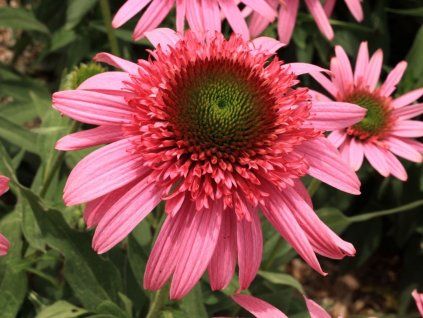Třapatka SUNDIAL 'Pink' - Echinacea SUNDIAL 'Pink'  Echinacea SUNDIAL 'Pink'