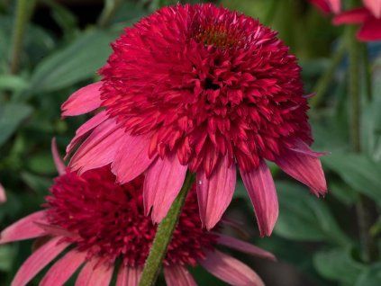Třapatka Sunny Days 'Ruby' - Echinacea Sunny Days 'Ruby'  Echinacea Sunny Days 'Ruby'