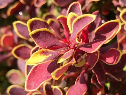 Dřišťál Thunbergův 'Golden Ruby'  Berberis thunbergii 'Golden Ruby'