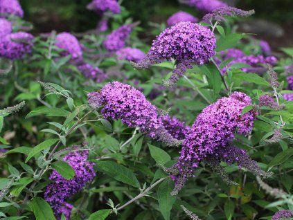 Komule Davidova 'Violet Cascade'  Buddleja davidii 'Violet Cascade'