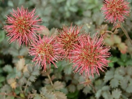 Acéna Buchananova - Acaena buchananii