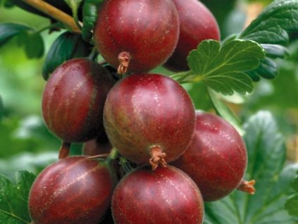 Angrešt 'Hinnonmaki Red'
