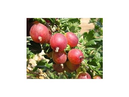 Angre�t �Karmen� (Balen� prostoko�enn� stromek)