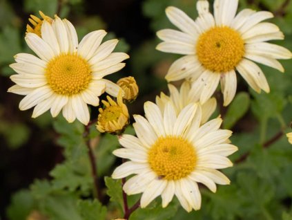 Arktická kopretina 'Schwefelglanz' - Arctanthemum arcticum 'Schwefelganz'