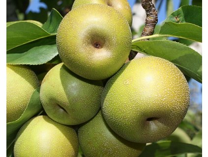 Asijská hrušeň 'Pinguli'