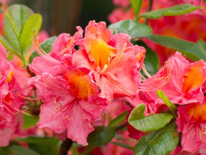 Azalea Sarina (1)