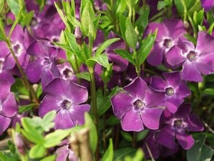 atropurpurea b