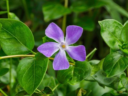 Barvínek větší - Vinca major