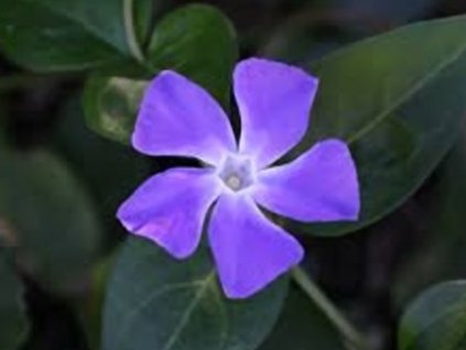 vinca major