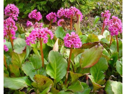 bergenia