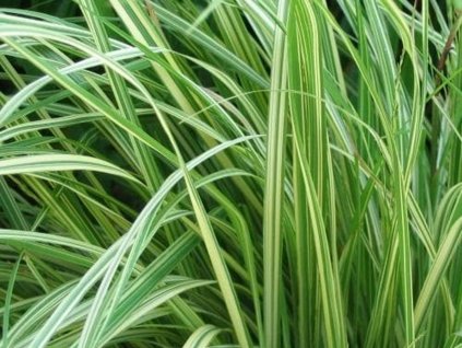 Bezkolenec modrý 'Variegata' - Molinia caerulea 'Variegata'