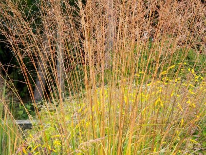 Bezkolenec rákosovitý 'Karl Foerster' - Molinia arundinacea 'Karl Foerster'