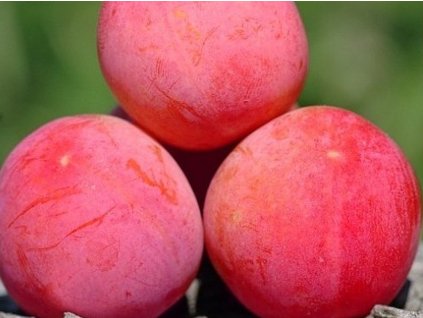 Bluma 'Casselman'