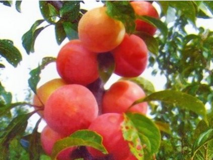 Bluma 'Gouota'