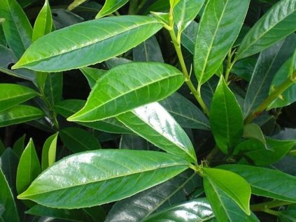 caucasica
