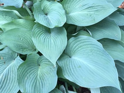 Bohyška 'Blue Angel' - Hosta 'Blue Angel'