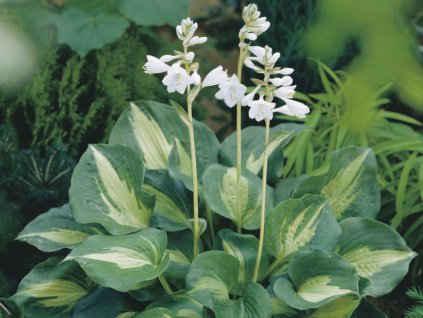 Bohyška 'Dream Queen' - Hosta 'Dream Queen'