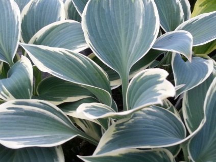 Bohyška 'El Nino' - Hosta 'El Nino'