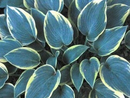 Hosta 'First Frost'
