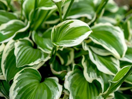 francee hosta growing tips 4125682 12 eee2eac7dca14fb790fa0143162694b1