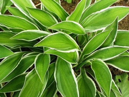 Bohyška 'Ginko Craig'  - Hosta 'Ginko Graig'