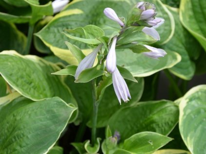 Bohyška 'Christmas Tree' - Hosta 'Christmas Tree'