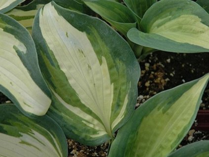 Bohyška 'Lakeside Cupcake'