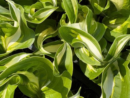 Bohyška 'Mediovariegata' - Hosta undulata 'Mediovariegata'
