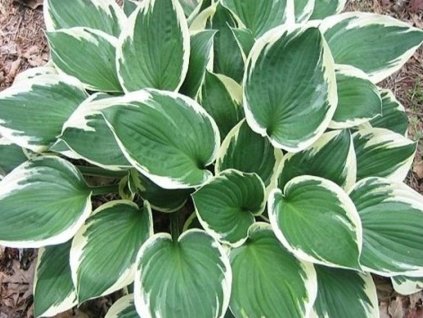 Bohyška 'Minuteman'- Hosta 'Minuteman'