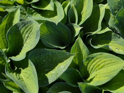 Bohyška 'Paul's Glory' - Hosta 'Paul's Glory'