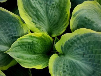 Bohyška 'Pizzazz' - Hosta 'Pizzazz'