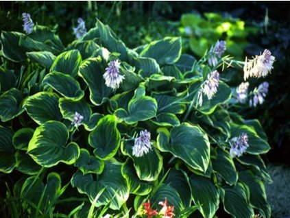 Bohyška 'Sagae' - Hosta 'Sagae'