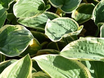 Bohyška 'Snow Cap' -  Hosta 'Snow Cap'