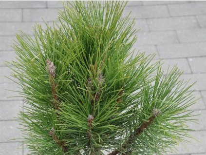 Borovice černá 'Obelisk'