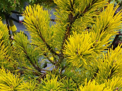 Pinus mugo 'Carsten's Wintergold' (1)