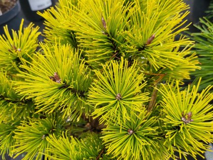 Pinus mugo 'Wintergold' (1)
