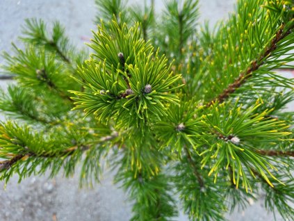 Pinus mugo var. pumilio (1)