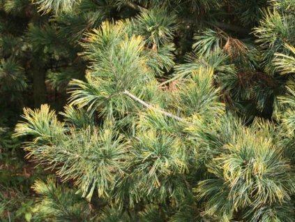 Borovice limba 'Aurea'