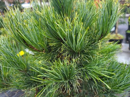 Pinus cembra 'Glauca' (1)