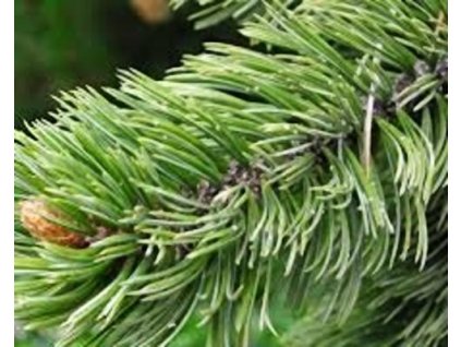 Borovice osinat� (Balen� kontejner C25, Tvar v��ka 40-60 cm)