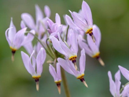 shooting star plant care and growing guide 4683929 hero 8fa64bf35c024a848aad00e025e5d8ce