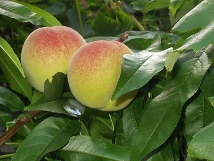 Broskvoň 'Rouge Charlie'