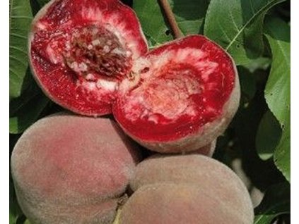 Broskvoň 'Sanguine de Savoie'