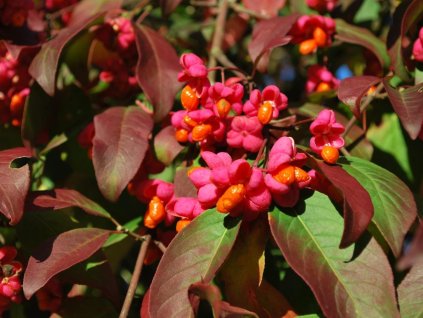 Brslen evropský 'Red Cascade'