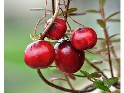 Brusinka velkoplod� �Corallium� (Balen� kontejner C2,5)