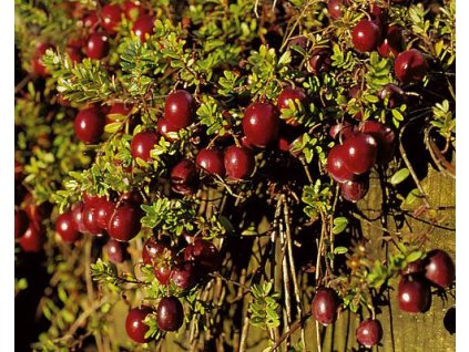 Brusinka velkoplod� �Red Star� (Balen� kontejner p9)