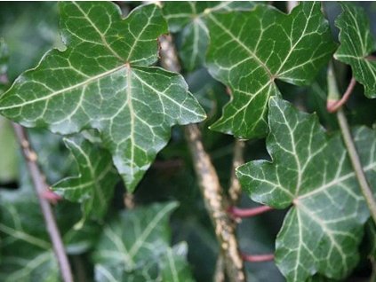 Břečťan popínavý 'Thorndale' - Hedera helix 'Thorndale'
